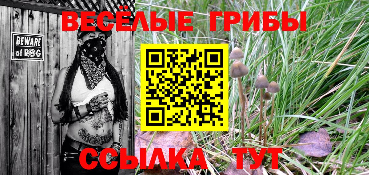 Галлюциногенные грибы Psilocybe Пугачёв